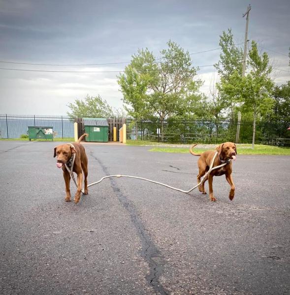 It’s the dog days of summer, so here are some adorable photos of Coast Guard dogs Thor and Loki