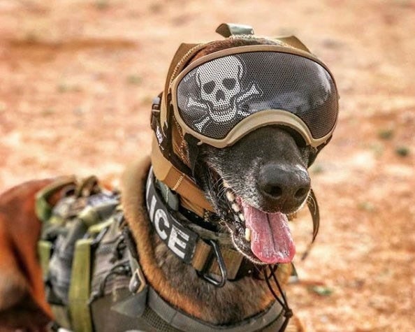 The US Army thinks these new mixed-reality ‘doggles’ can make special operations canines better than ever in battle