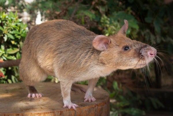 This adorable little rat is trained to sniff out landmines — and he’s way better than EOD