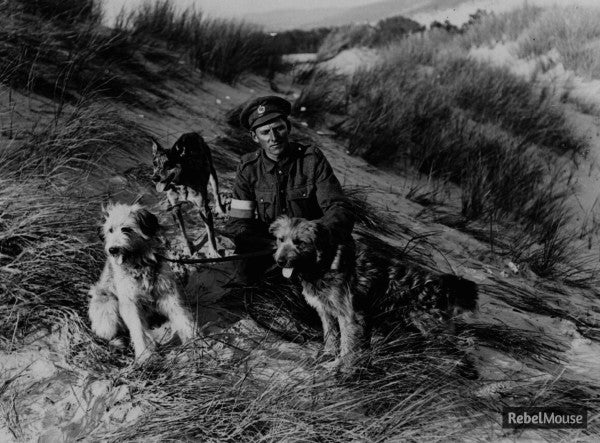 Friday Dog: What Are These World War I Dogs Doing?