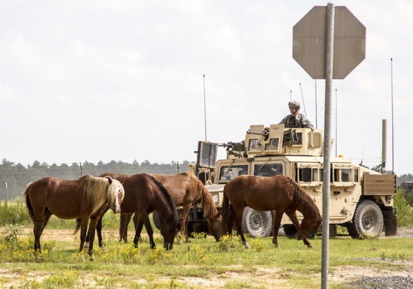 This Is What Will Happen To 700 Feral Horses At Fort Polk