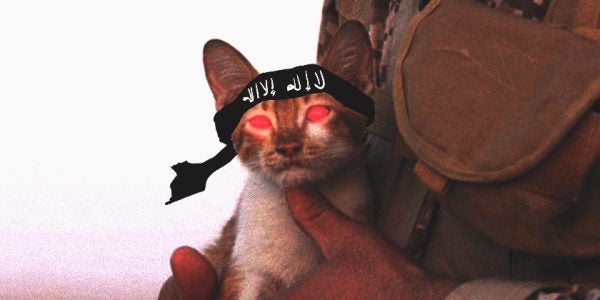 Adorable Kitten Becomes Unlikely Poster Child Of The Islamic State