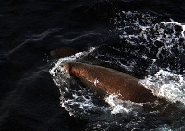 A Russian navy boat was reportedly attacked and sunk by a walrus in the Arctic