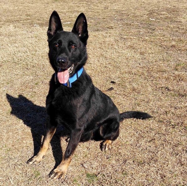 Feast your eyes on these 9 very good and adorable military dogs for National K-9 Veterans Day