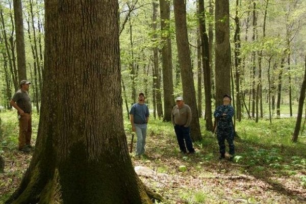 Why the Navy manages its own private white oak forest