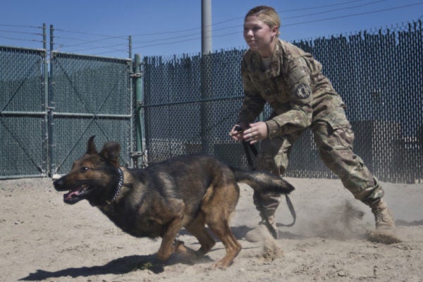 On National K9 Veterans Day, Salute Some Of America’s Finest Military Working Dogs