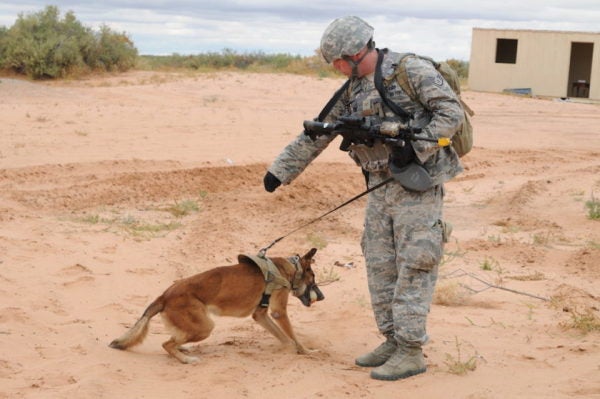 On National K9 Veterans Day, Salute Some Of America’s Finest Military Working Dogs
