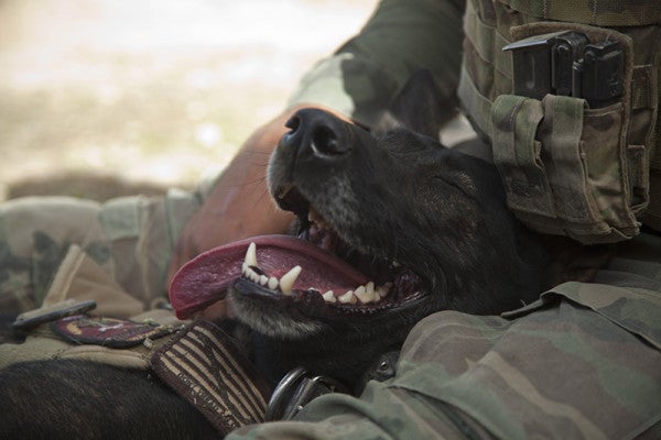 10 Photos That Prove The Military Wouldn’t Be The Same Without Its Working Dogs