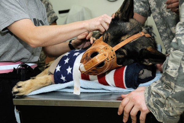 10 Photos That Prove The Military Wouldn’t Be The Same Without Its Working Dogs