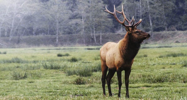 These 5 Animals Can Be Hunted In North America, But They Are Not For The Faint Of Heart
