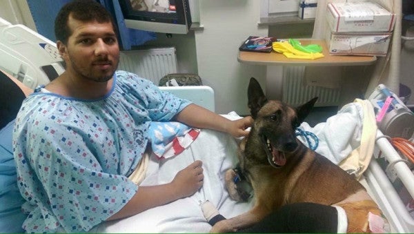 Photo Of Injured Military Working Dog With Purple Heart Goes Viral