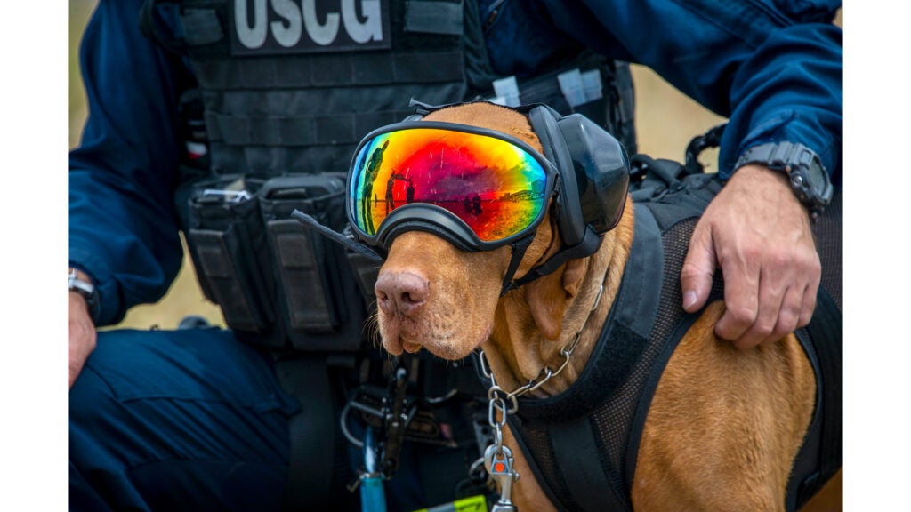 Feco, a single-purpose bomb dog assigned to a Coast Guard maritime safety and security team, wears protective eye and ear gear and a hoisting vest for hoist operation training at Moffett Air National Guard Base, Calif., June 15, 2020. (Air National Guard photo / Master Sgt. Ray Aquino)