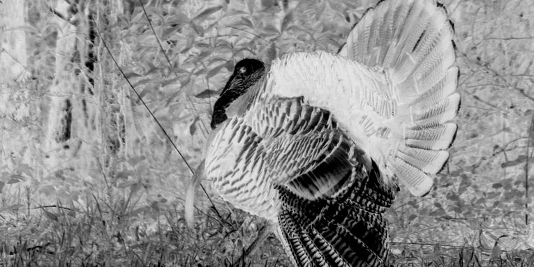 How to kill a Thanksgiving turkey according to a former Army Ranger