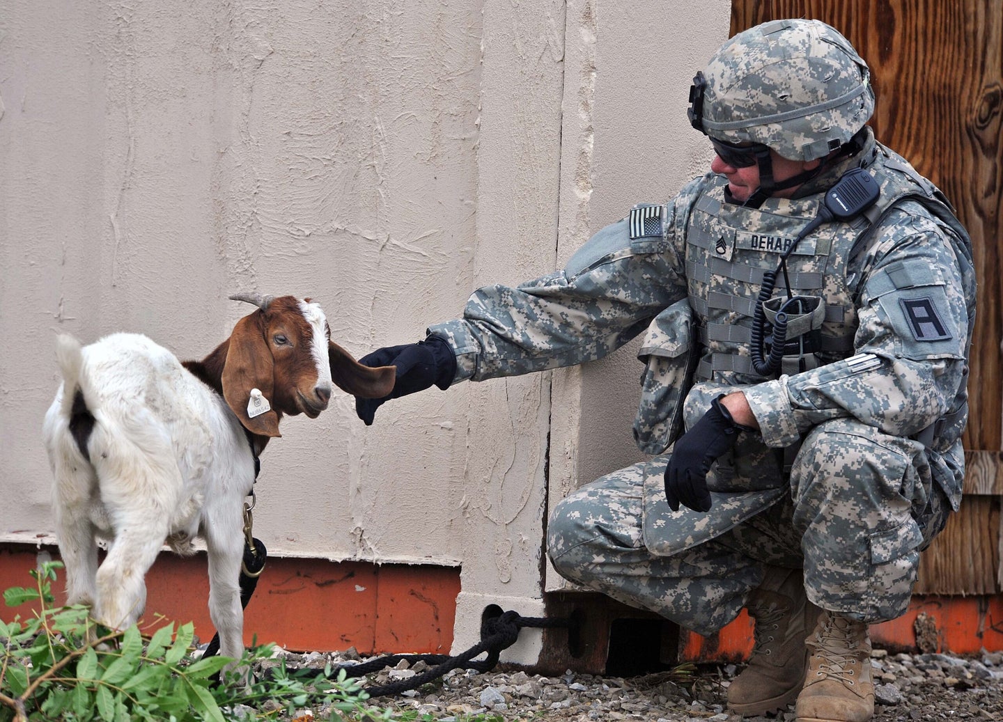 U.S. Army acu uniform goat