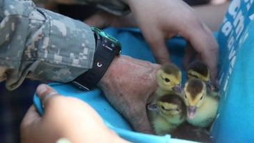 Air Force vet helps reunite a mother duck with her ducklings on Mother’s Day