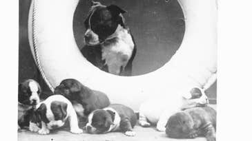 The Many Dogs Of The USS Texas