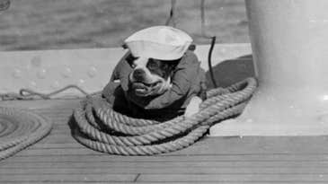 Friday Dog: A Little Bulldog On The Old USS New York