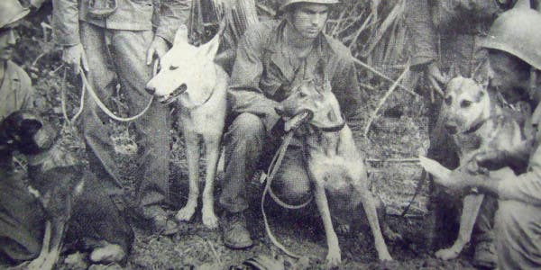 Friday Dog: War Dogs In The Phillipines During World War II