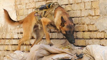 Friday Dog: Just Another Day in Baghdad