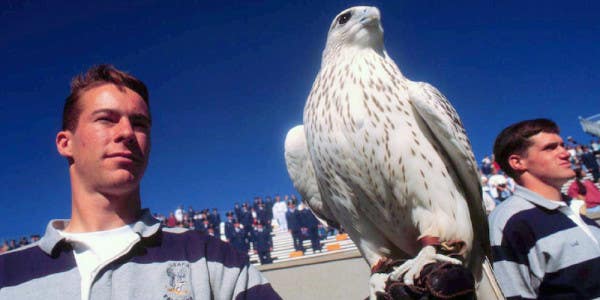 The Air Force Academy’s Injured Falcon Mascot Is Expected To Make A Full Recovery