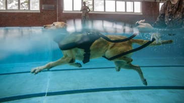 Friday Dog: In the Marines, Even Dogs Must Swim