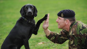 This Handler Found The Perfect Way To Honor The Memory Of His Fallen Military Working Dog