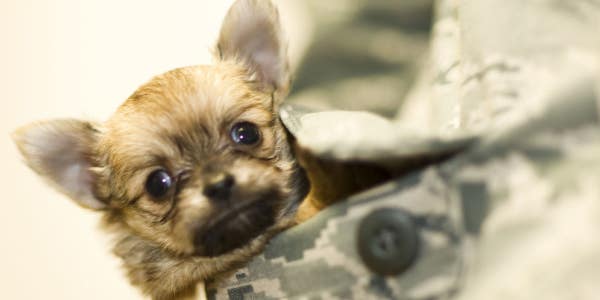 8 Photos Of Deployment Puppies That Will Make Your Day Better