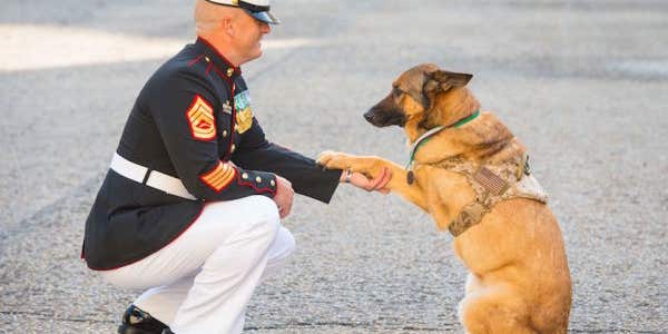 US Marine Corps Bomb-Sniffing Dog Receives Top Award For War Animals