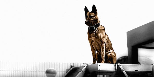 ISIS Fighters Reportedly Savaged By American Military Working Dog