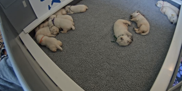 Watch Live: Puppies That Will Grow Up To Be Service Dogs