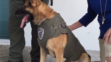 The Latest To Don Bulletproof Vests? Police Dogs