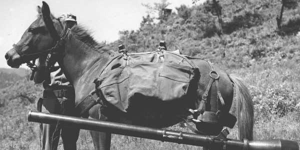 Marine War Horse Honored For Battlefield Bravery In Korean War
