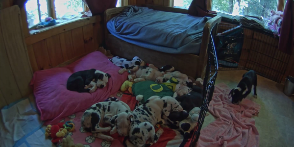 Watch Live: These Great Dane Puppies Will Grow Up To Be Service Dogs