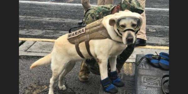 Frida The Rescue Dog Is Saving Lives After Mexican Earthquake