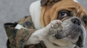 ‘I’ve Never Loved Anything So Selflessly’: A Parris Island Marine Remembers A Bulldog