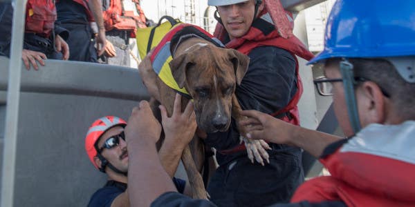 Navy Amphib Saves Boaters (And Their Dogs) Who Were Lost At Sea For 6 Months