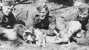 The Animals of War: The Military Rabbits Of World War I