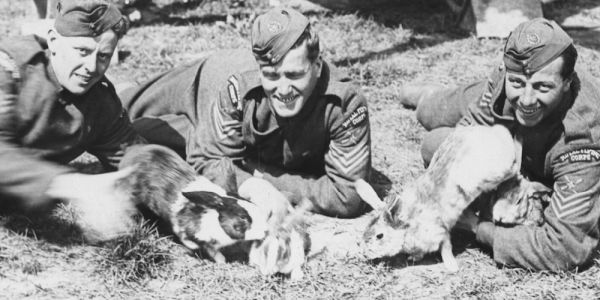 The Animals of War: The Military Rabbits Of World War I