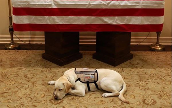 Photo of George H.W. Bush’s Service Dog Mourning At His Casket Pulls The Internet’s Heartstrings