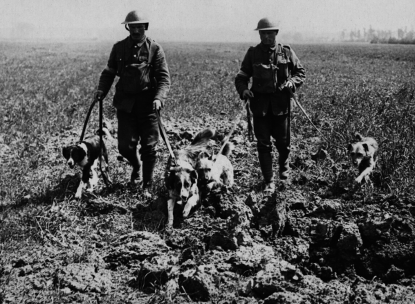 Friday Dog: What Are These World War I Dogs Doing?