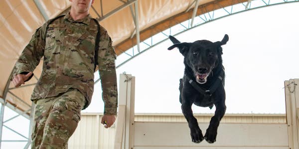 What Military Units Can Learn From The Rules And Suggestions Of My Local Animal Shelter