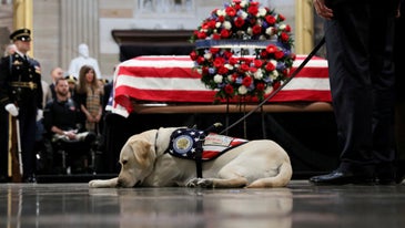 President George H.W. Bush's service dog has a new job cheering up wounded troops at Walter Reed