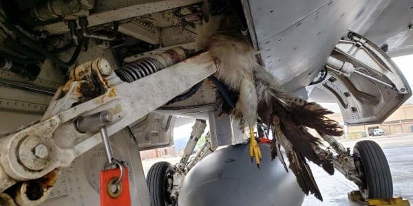 An F-16 Fighting Falcon fought a hawk and won