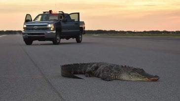 The Air Force had to use a loader to remove a rogue gator from the MacDill flight line