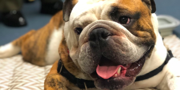 The best boy in the Marine Corps, Chesty XV, is living the good life