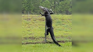 Watch a gator effortlessly scale a fence onto NAS Jacksonville