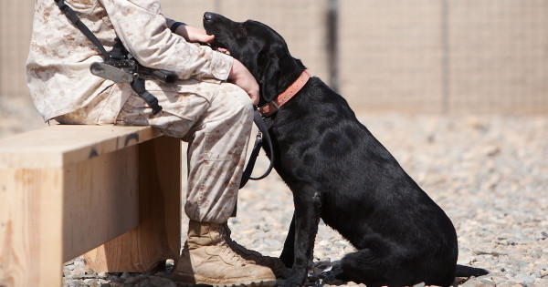 Meet This Year's Top Military Working Dog - Task & Purpose