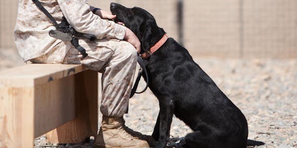 Meet this year’s top military working dog