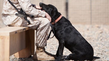 Meet this year's top military working dog