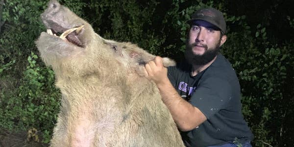 This 400-pound feral hog is one of more than 1,200 that have invaded a Texas Air Force base since 2016